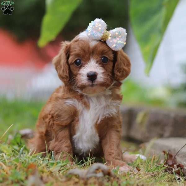 Mindy, Cavapoo Puppy